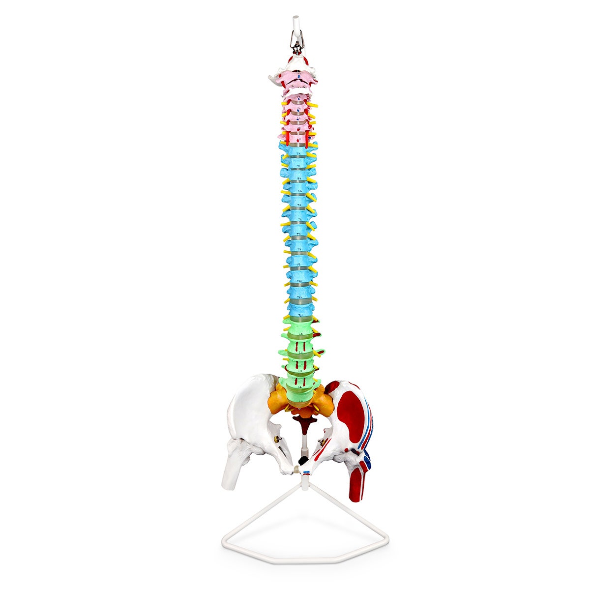 LA00102-Flexible Vertebral Column with Femur Heads and Muscle Insertions