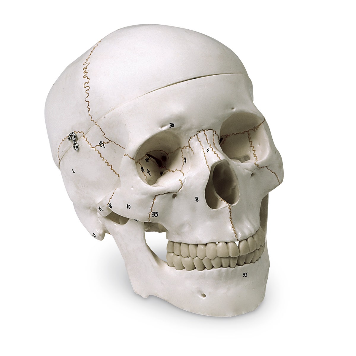 LA00176-Numbered Human Skull Model