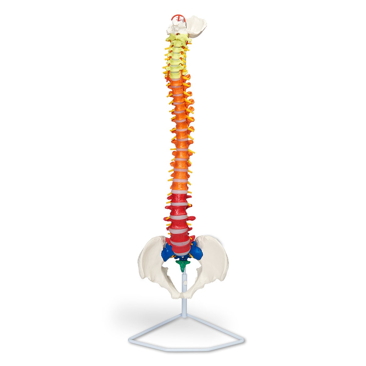LA00184-Flexible Vertebrae with Color-Coded Regions