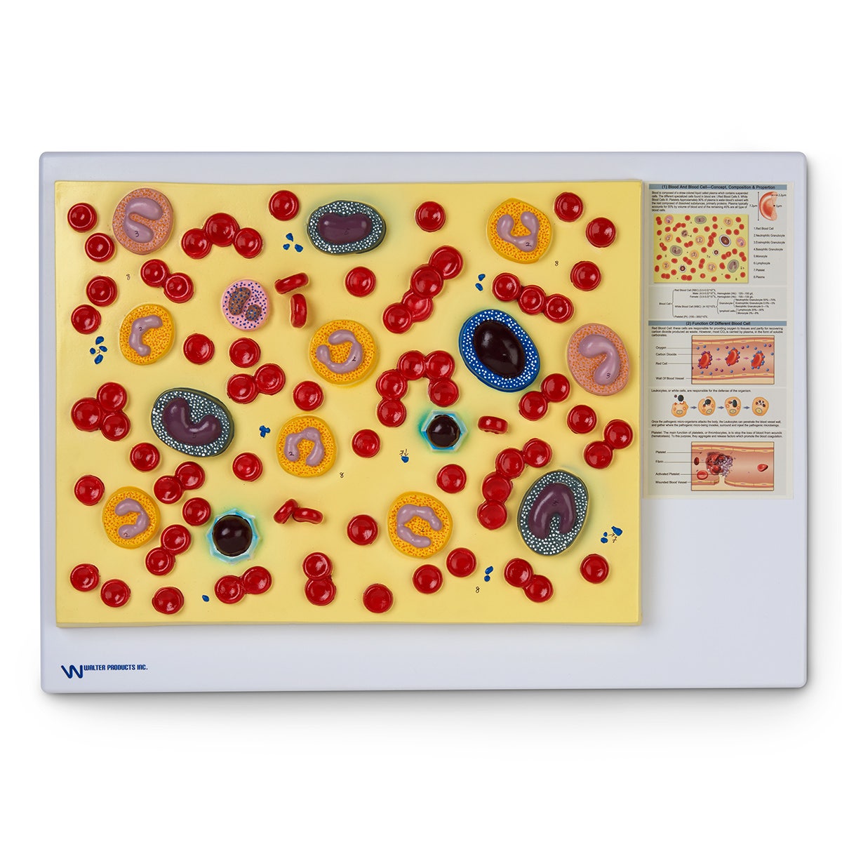 LA00201-Human Blood Cells Model