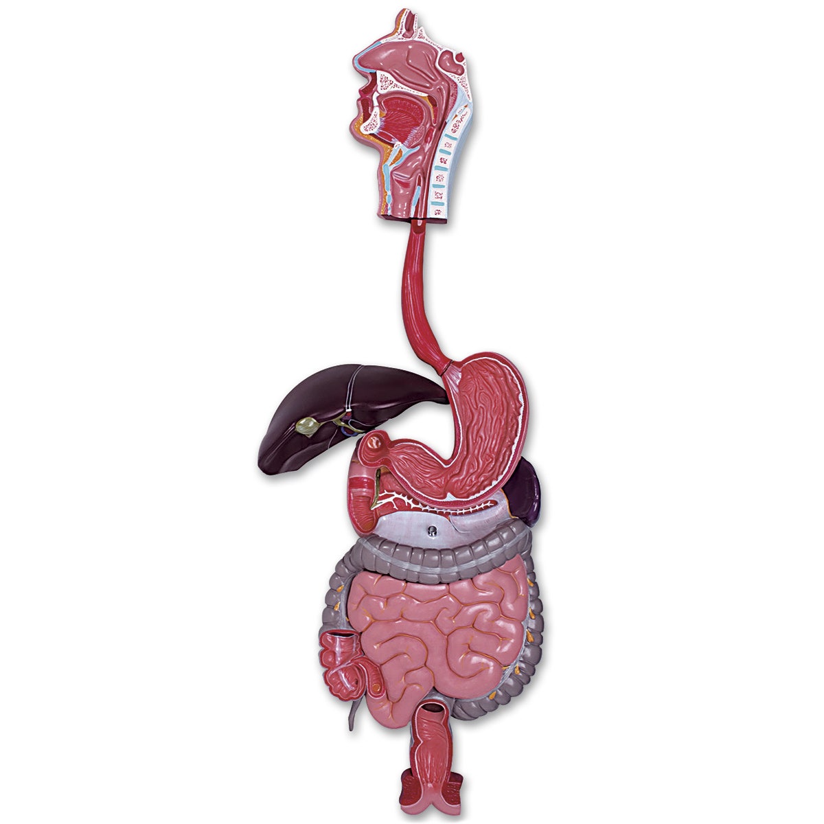 LA00203-Digestive System Model (3-Part)