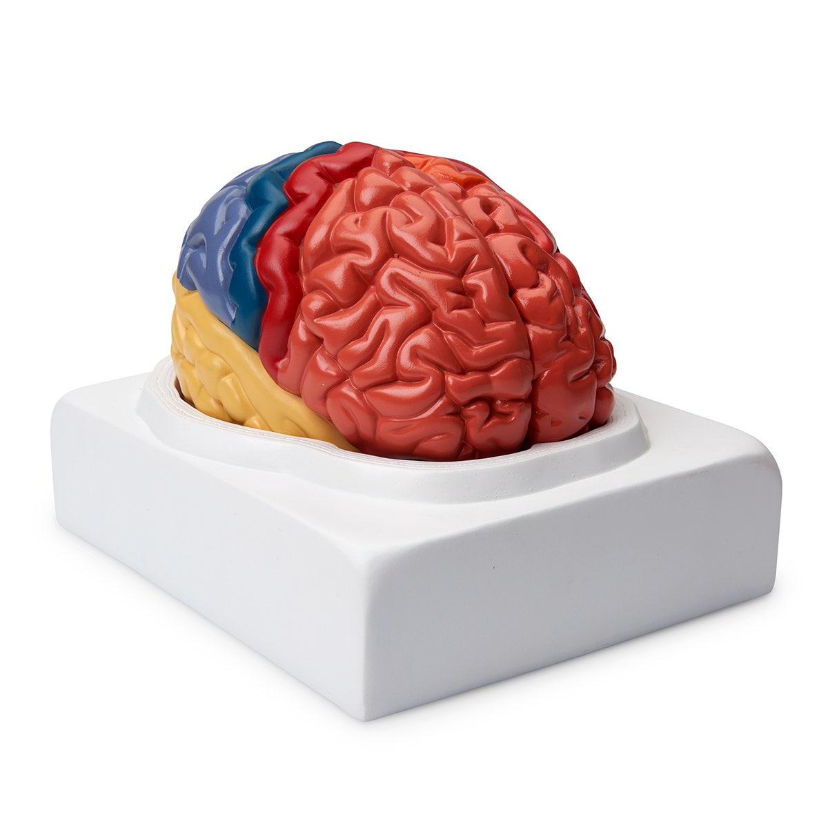 LA00236-Regional Brain (2-Part)