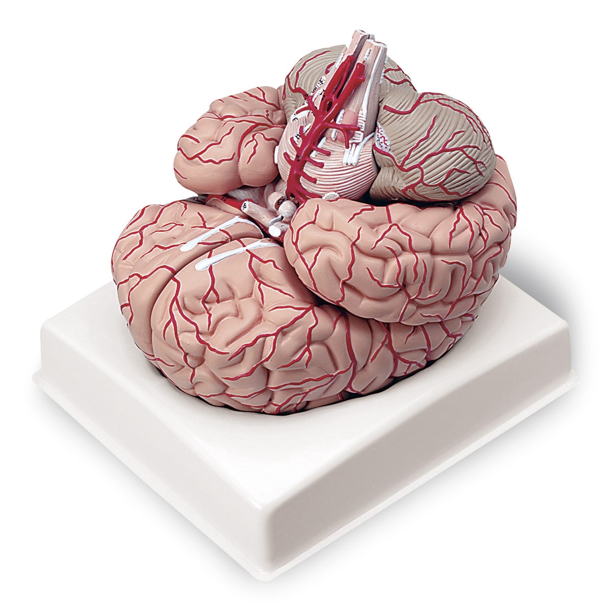 LA00239-Life-Size Brain with Arteries