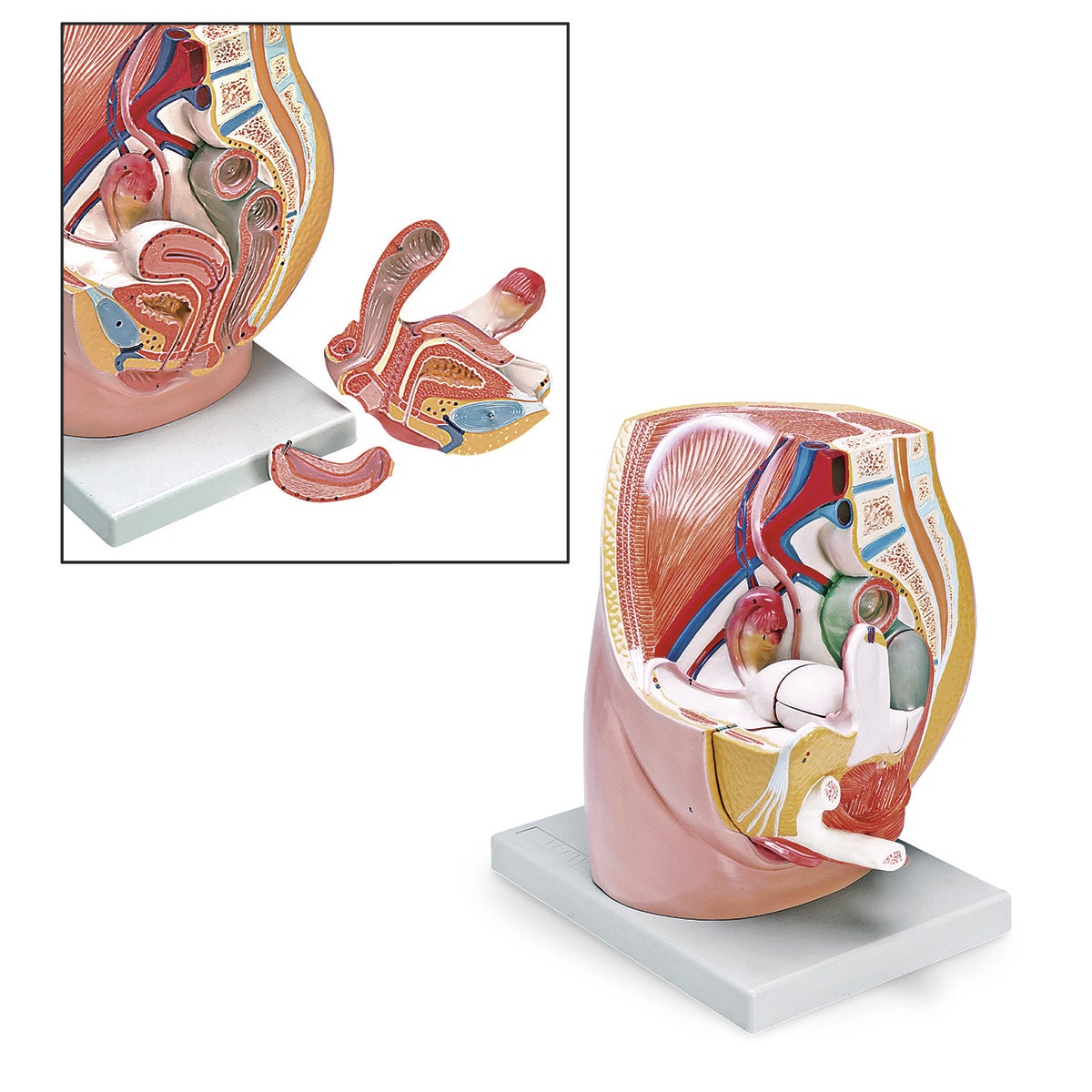 LA00247-Female Pelvis Model (3-Part)