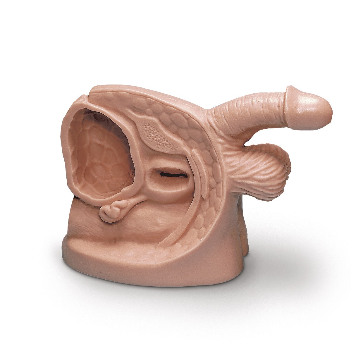 LF01150-Life/form® Male Catheter Model