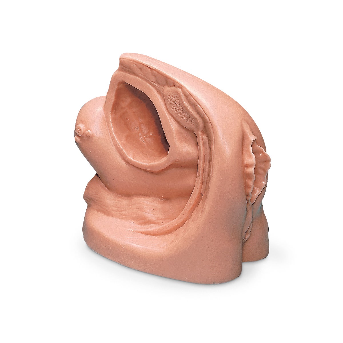 LF01151-Life/form® Female Catheter Model