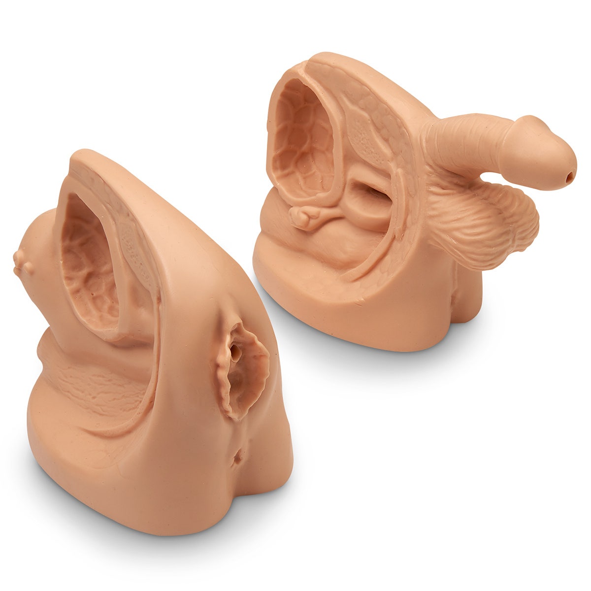 LF01152-Life/form® Male & Female Catheter Model Set