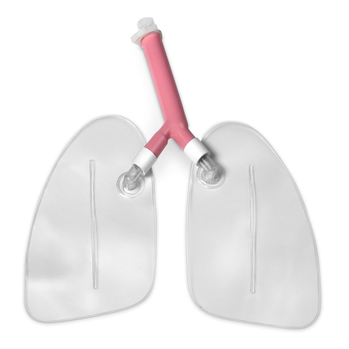 LF03605-Replacement Lungs for Life/form® Airway Larry Airway Management Trainer Manikins