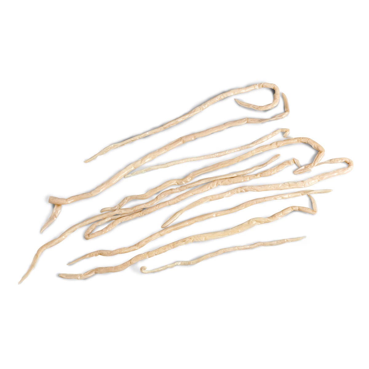 LS01071-NASCOGuard®, Pig Roundworm (Ascaris suum) - Preserved