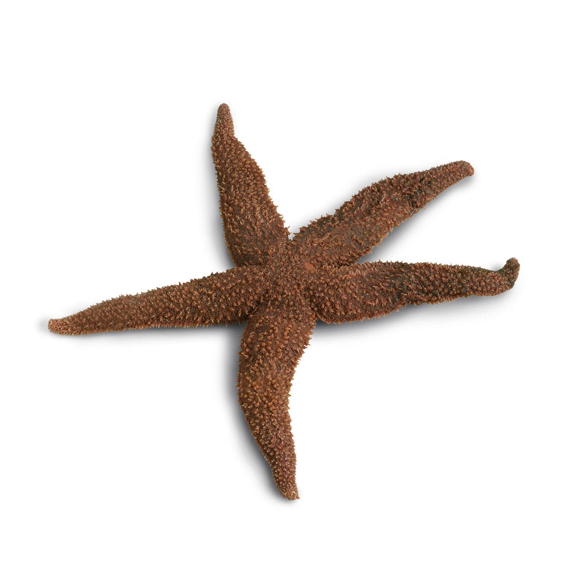 X0000LS01073-Sea Star (Starfish) (Asterias), Preserved, Plain