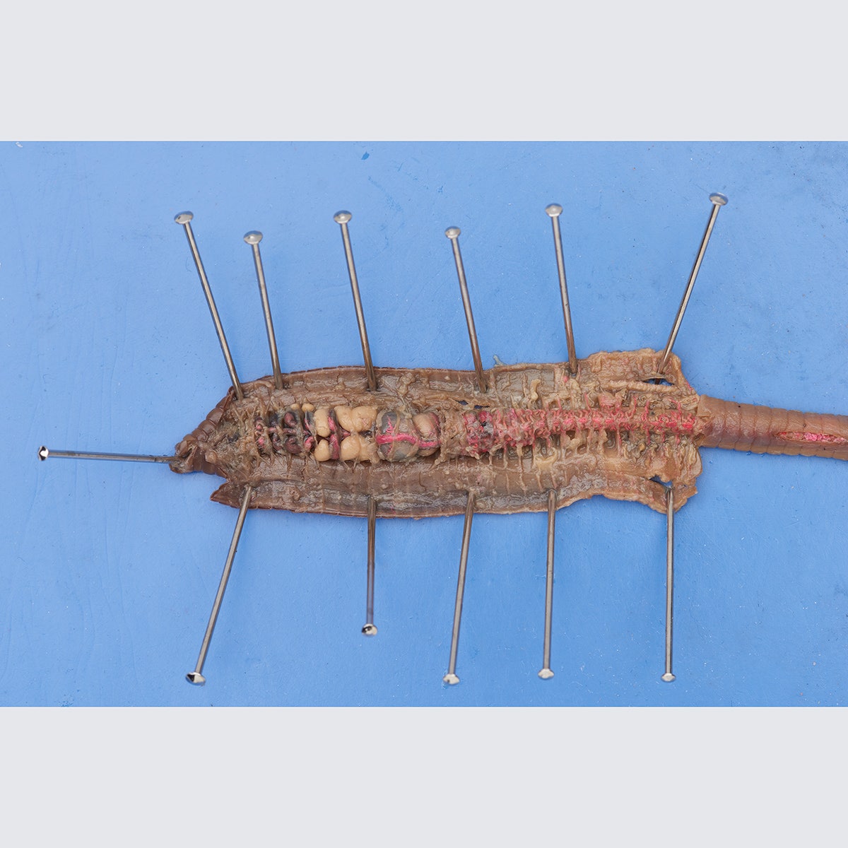 X0000LS01081-Earthworms Lumbricus terrestris, Preserved