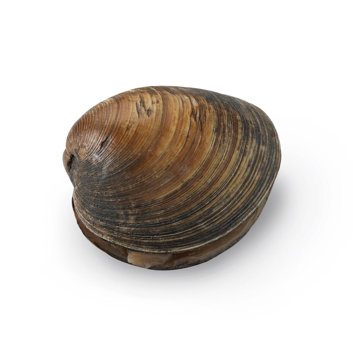 X0000LS01083-Freshwater Clams Unio or Anodonta, Preserved