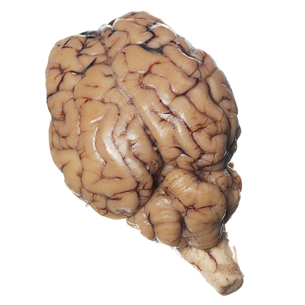 LS01152-NASCOGuard®, Sheep Organ - Brain, with Cranial Nerve Roots, Preserved