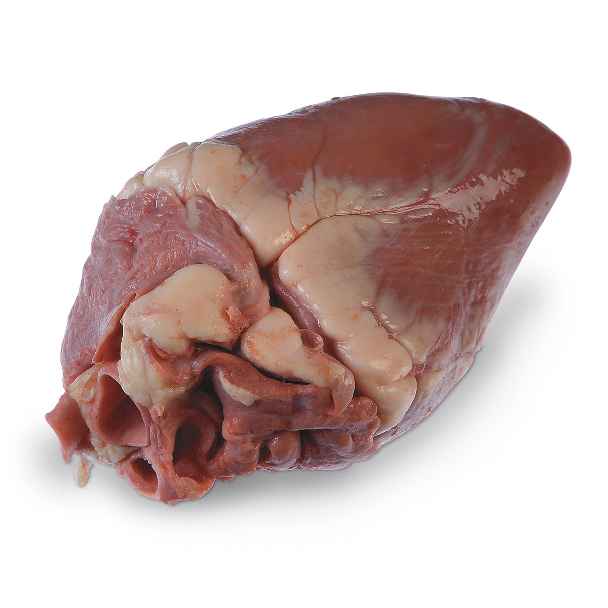 LS01155-NASCOGuard®, Sheep Organ - Heart, Preserved