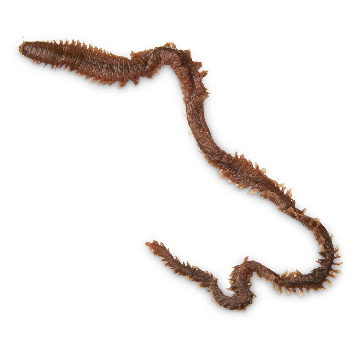 LS01292-NASCOGuard®, Sandworm or Clam Worm (Nereis), Preserved