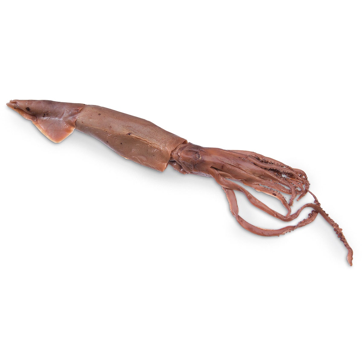 X0000LS01302-Squid Loligo, Preserved - 12 in. - 16 in.