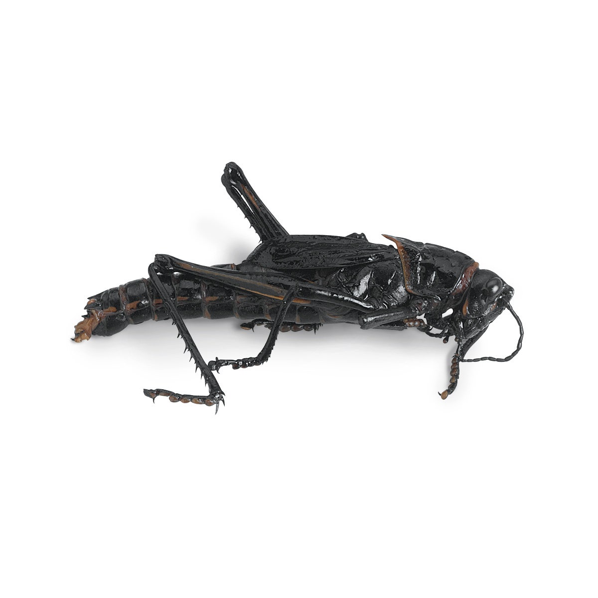 X0000LS01319-Lubber Grasshopper Romalea microptera, Preserved