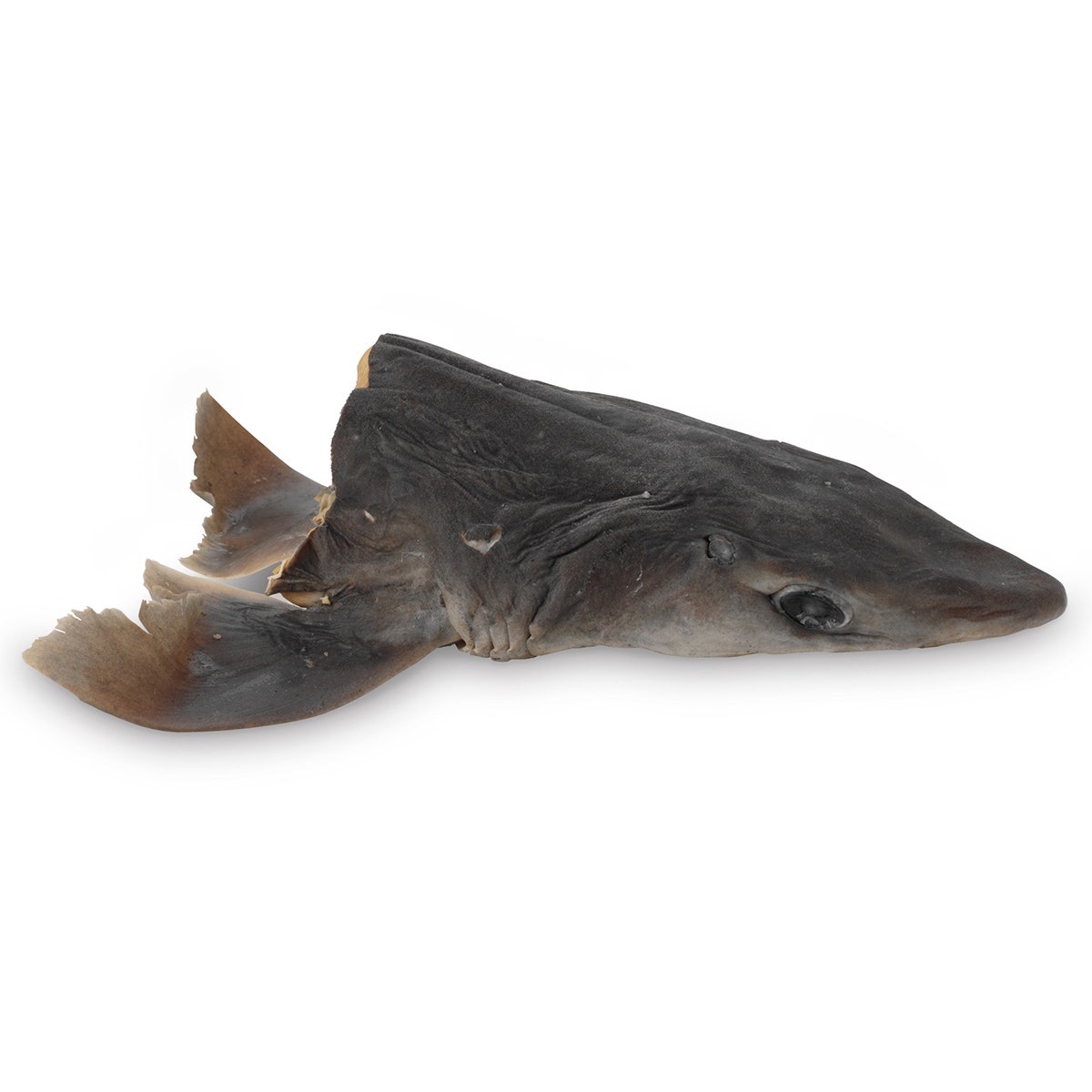 LS01348-NASCOGuard®, Shark - Head, Long Cut, Preserved