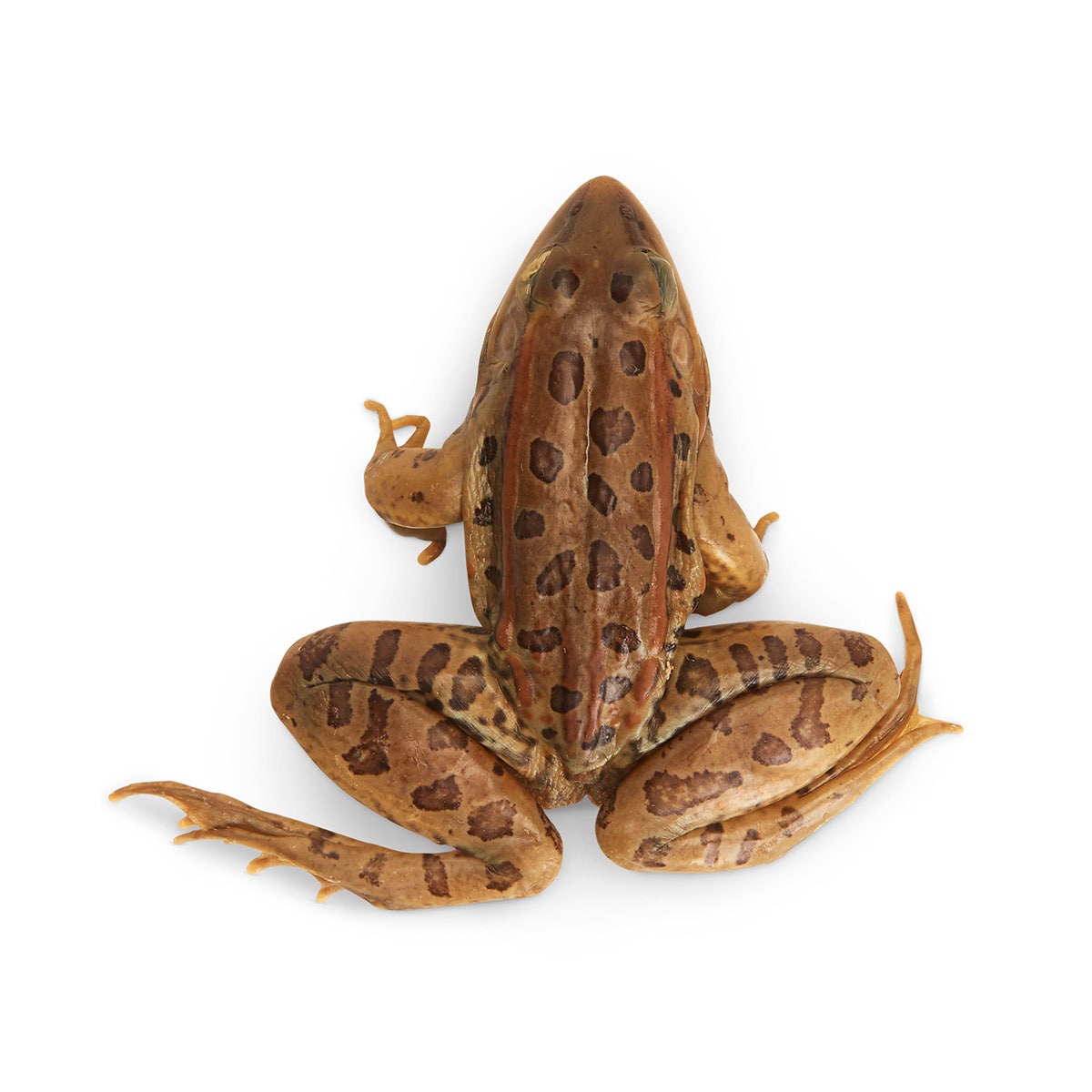 X0000LS01373-Grass Frogs Rana sp. - Size 3 in. to 4 in., Preserved