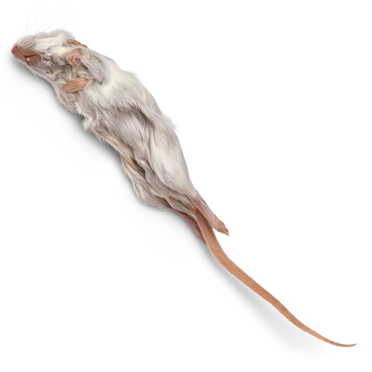 LS01433-NASCOGuard®, Mouse - Plain, Preserved