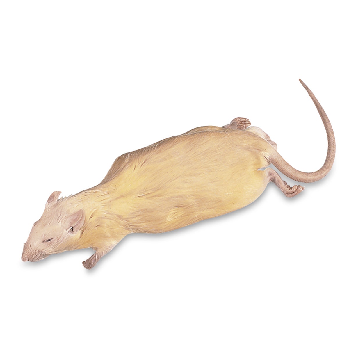 X0000LS01436-Rat - 7 in. to 9 in., Preserved