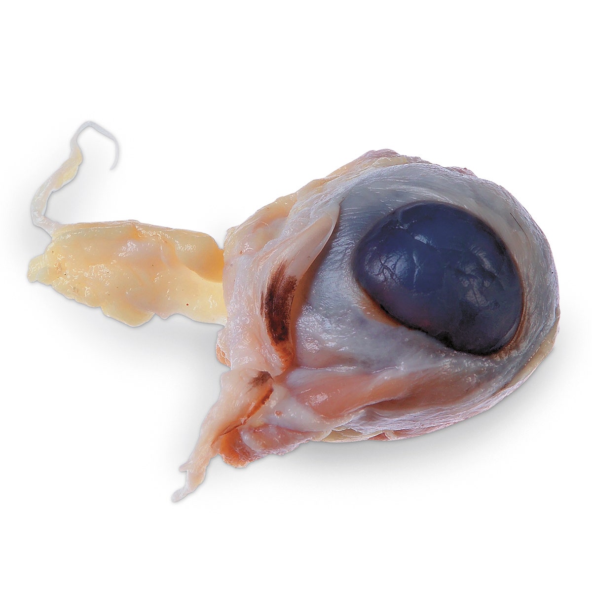 LS01439-NASCOGuard®, Sheep Organ - Eyes, Unit of 10, Preserved