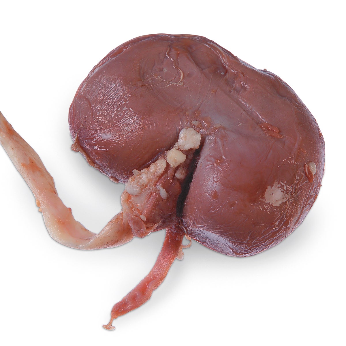 LS01440-NASCOGuard® Sheep Organ - Kidney, Preserved