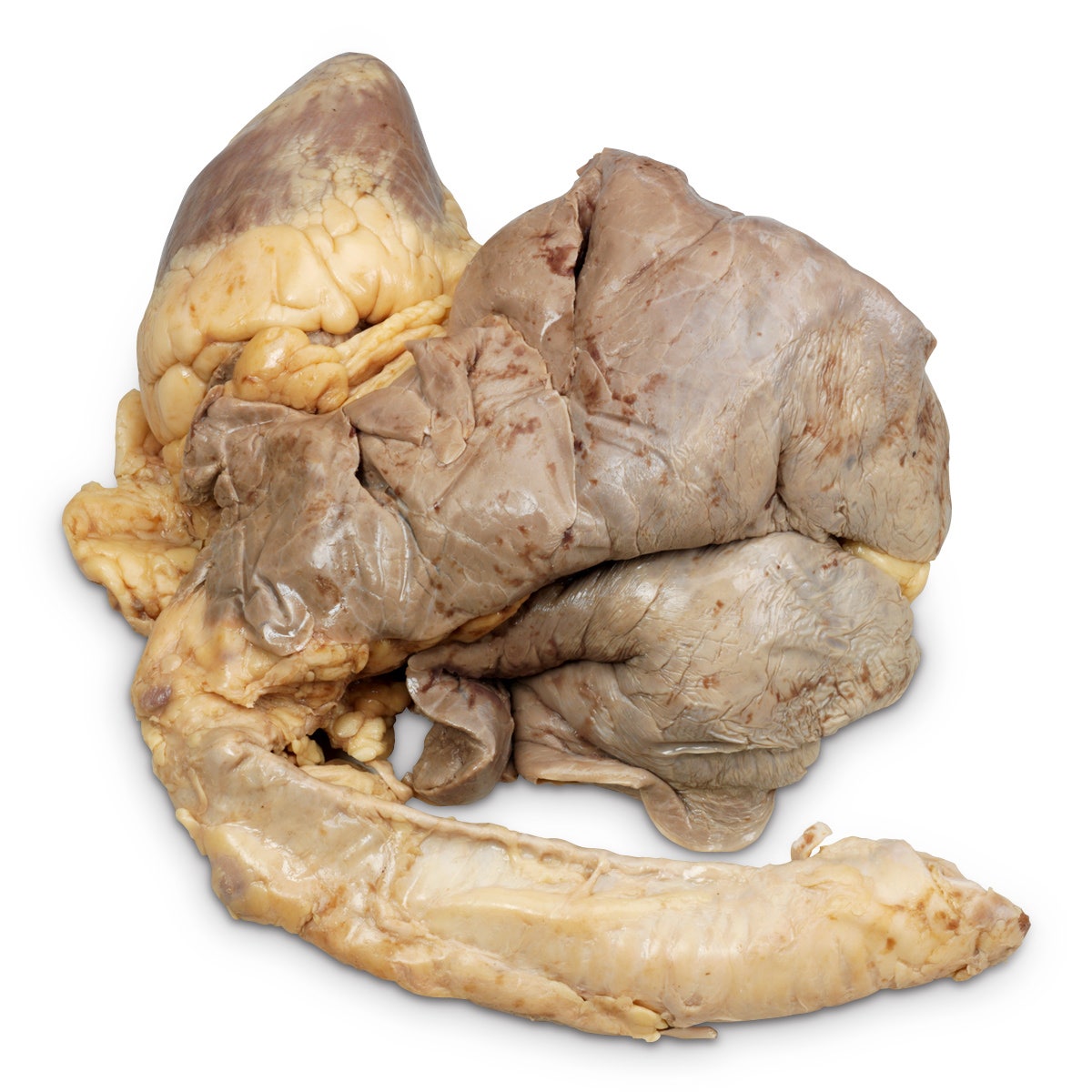 LS01631-NASCOGuard®, Cow Organ - Light, Preserved