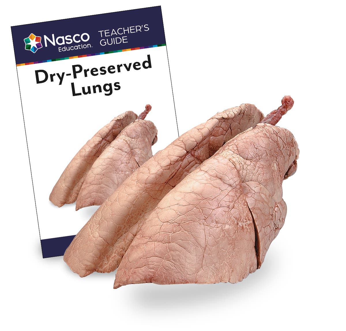 LS01956-NASCOGuard®, Dry-Preserved Swine Lungs - Preserved