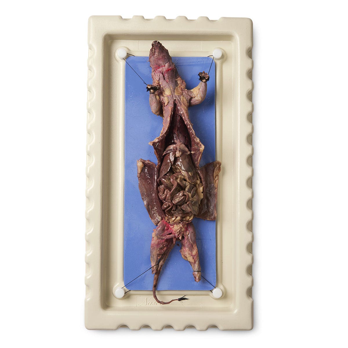 X0000LS01963-Mink - Descented, Preserved