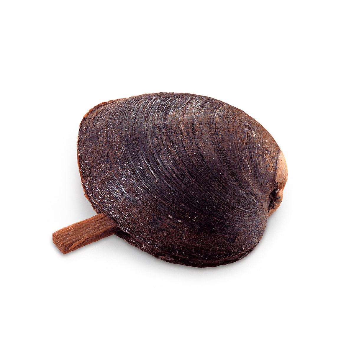 LS02416-NASCOGuard®, Marine Quahog (Venus mercenaria), Preserved