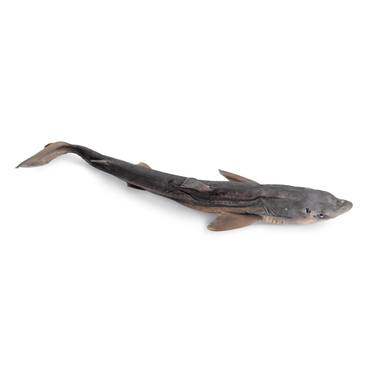 X0000LS02467-NASCOGuard® Shark - Size: 22 in. to 27 in., Preserved