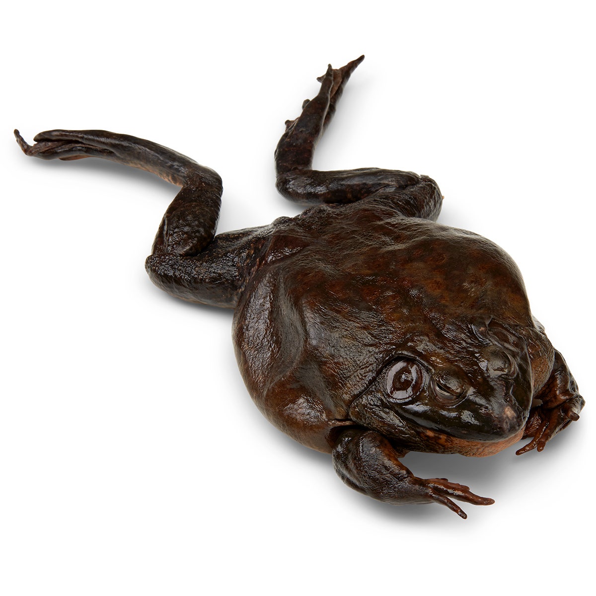 X0000LS02503-Bullfrogs Rana sp., 6 in. to 7 in., Preserved