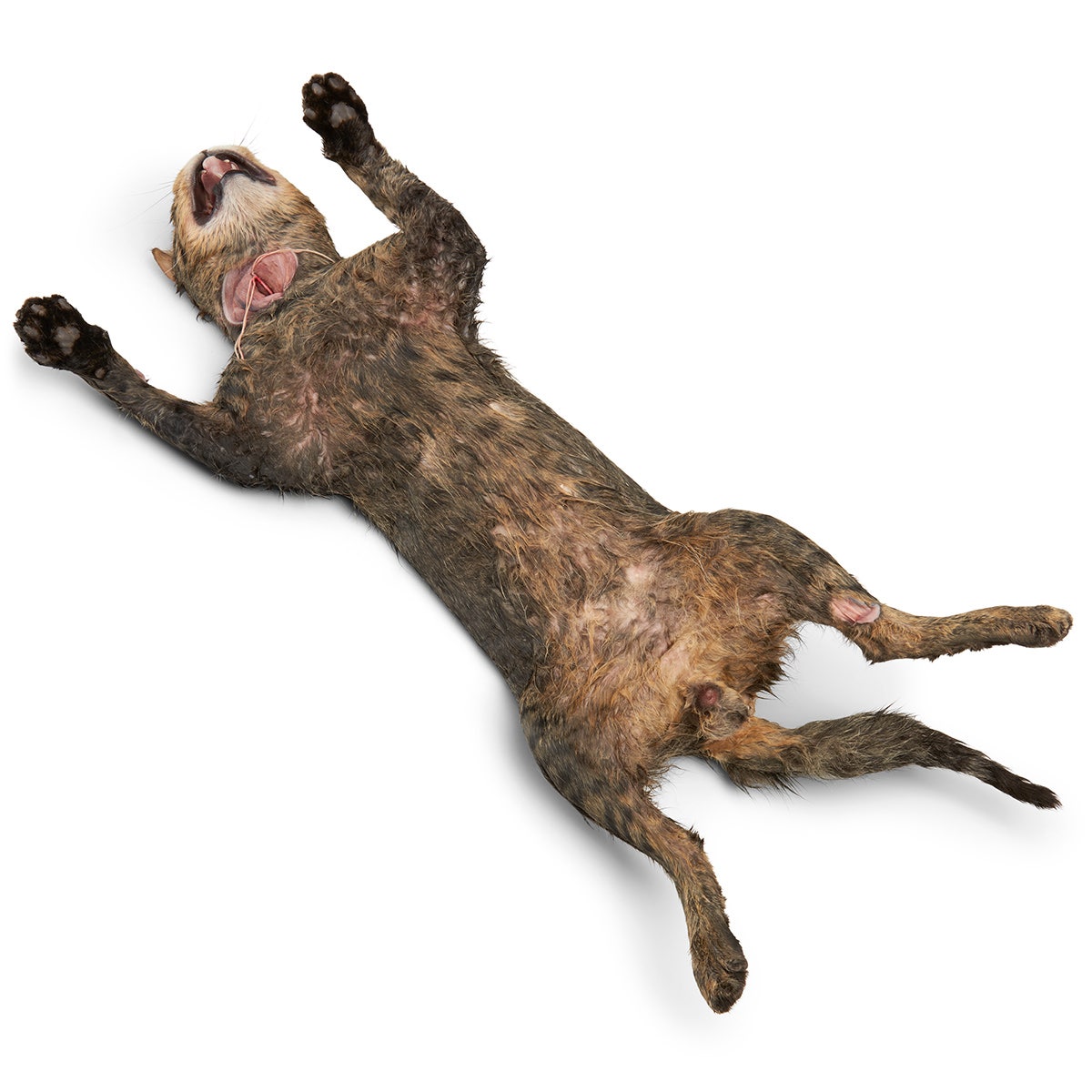 X0000LS02505-Cat with Skin, 19 in. to 23 in., Preserved