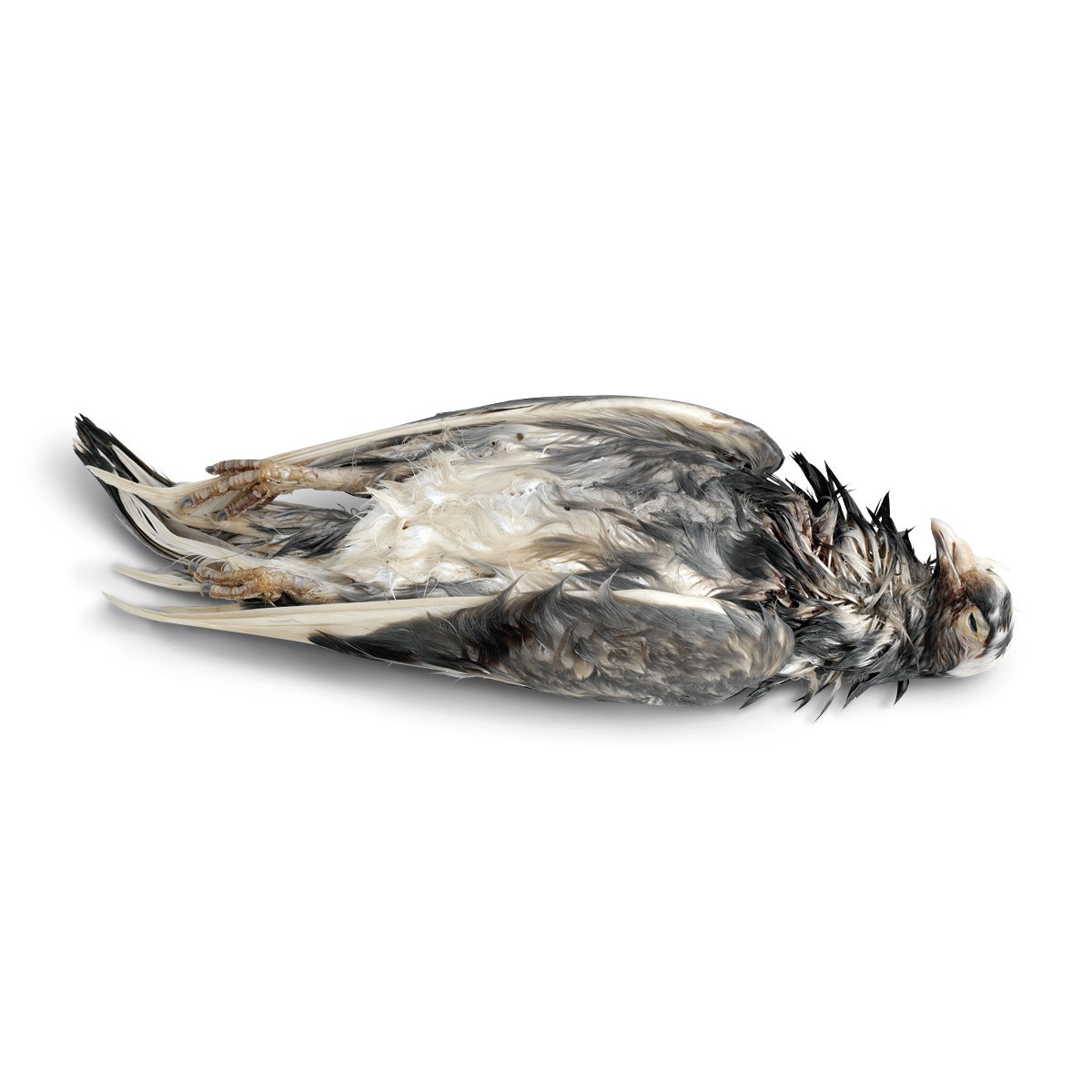 X0000LS02667-Preserved Pigeon, Preserved