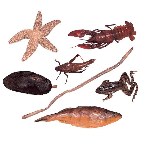 X0000LS02893-Vacu-Pac Zoology Set, Preserved