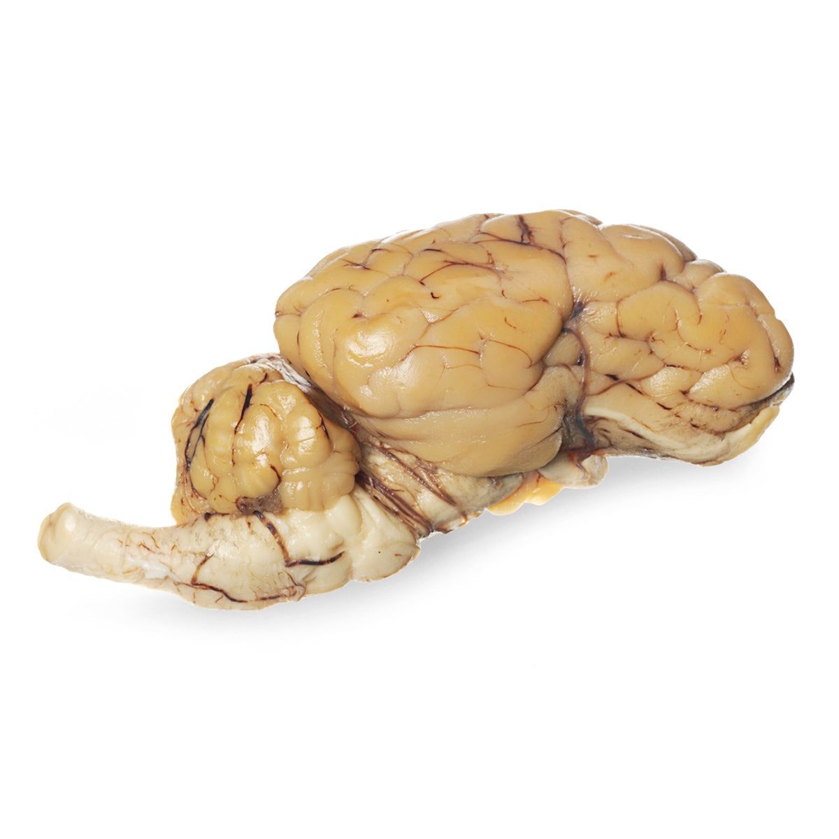 LS03354-NASCOGuard®, Sheep Organ - Brain, Half, with Cranial Nerve Roots, Preserved