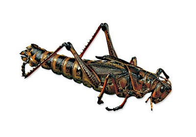 LS03477-NASCOGuard®, Lubber Grasshopper (Brachystola magna), Preserved