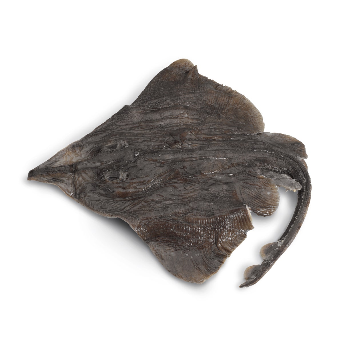 LS03480-NASCOGuard®, Skate (Raja), Preserved