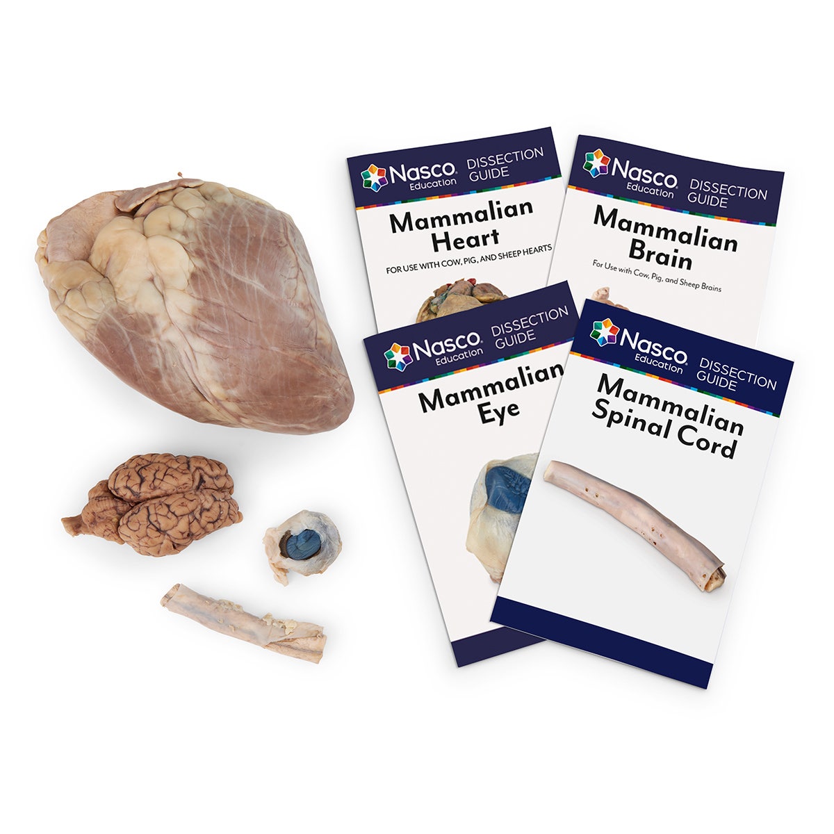 LS03495(SB)-Cow Organ Set w/ Sheep Brain