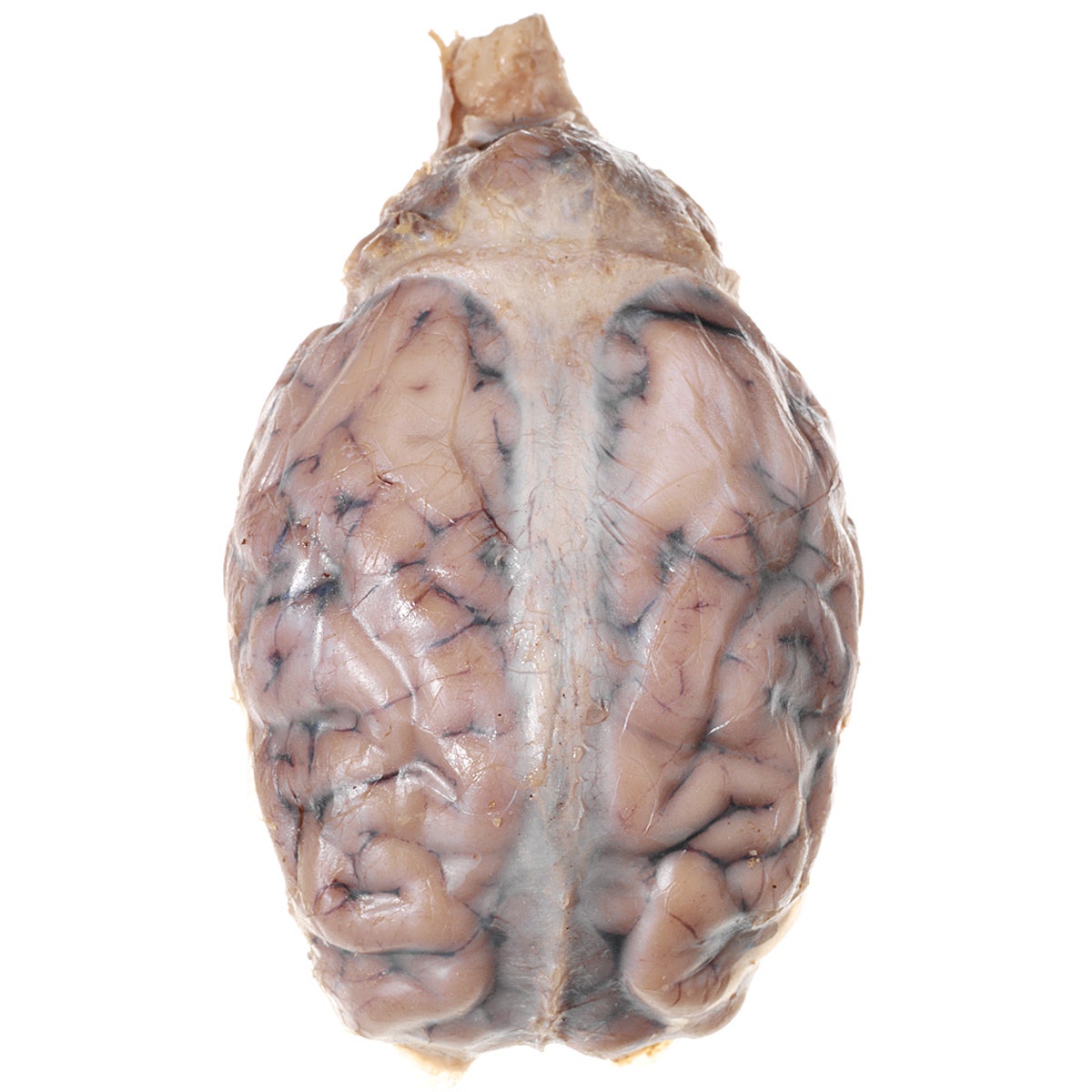 LS03546-NASCOGuard®, Sheep Brain with Dura Mater, Preserved