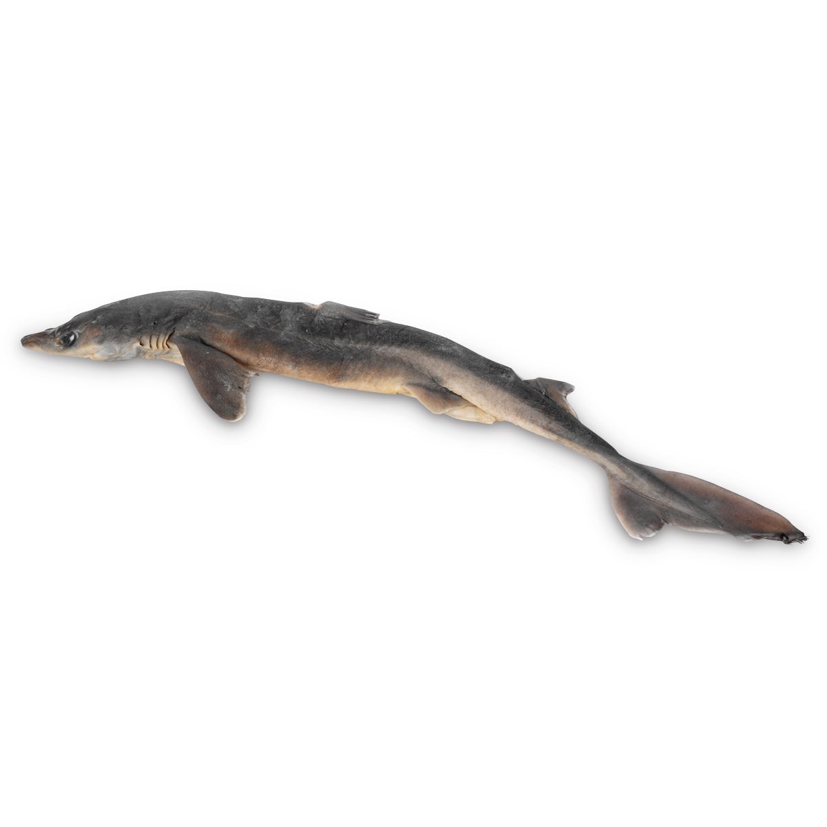 X0000LS03575-NASCOGuard® Shark - Size: 18 in. to 22 in., Preserved