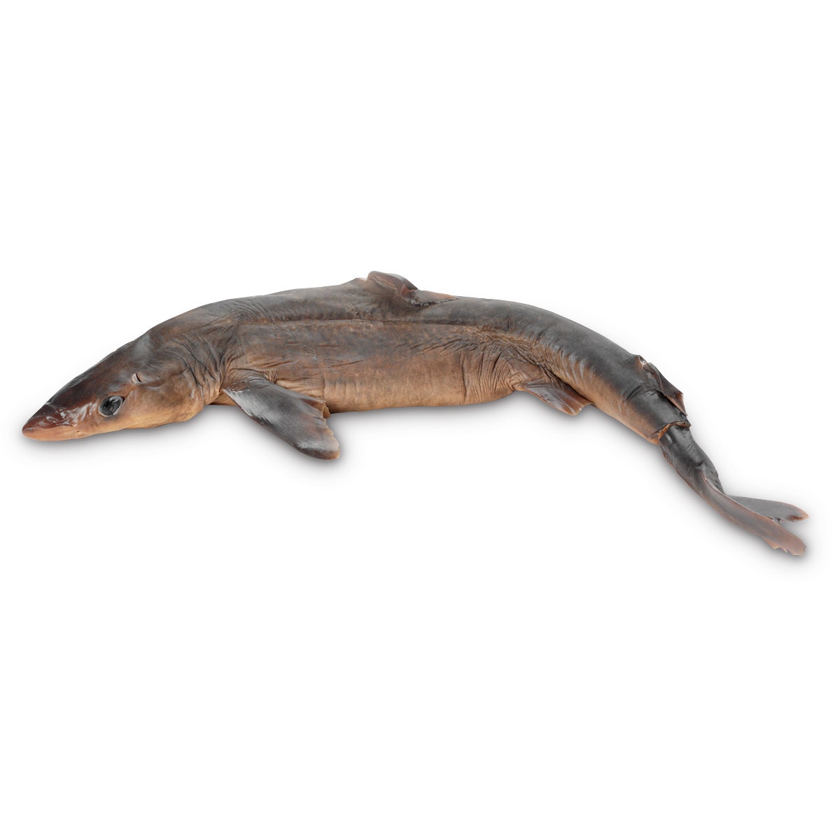 X0000LS03585-NASCOGuard® Shark - Size: 27 in.+, Preserved