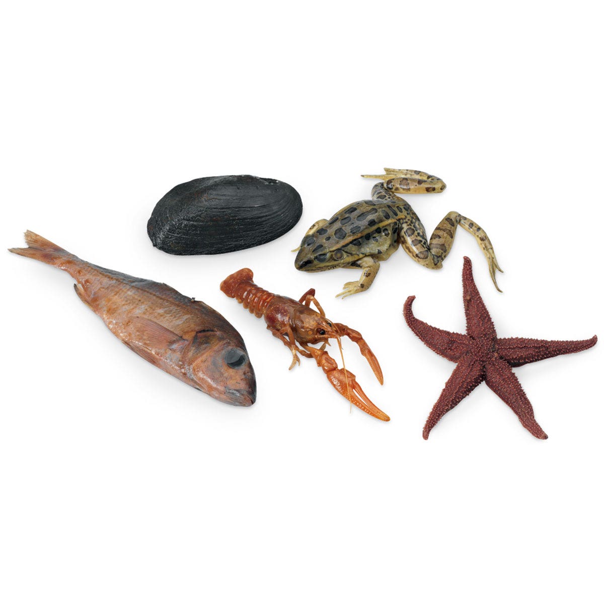 X0000LS03601-NASCOGuard®, Bulk Assortment of Preserved Material, Preserved