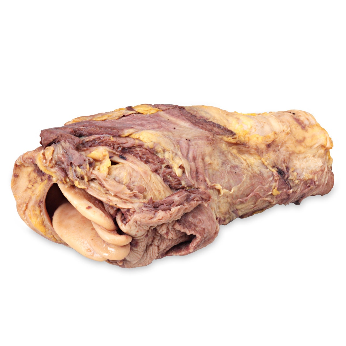 LS03612-NASCOGuard®, Pig Organ - Larynx, Preserved