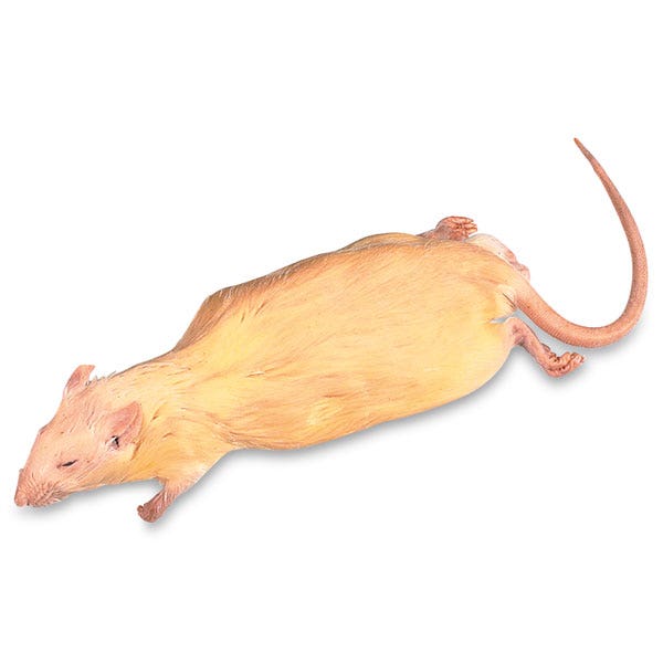X0000LS03709-Rats - 9 in.+, Preserved