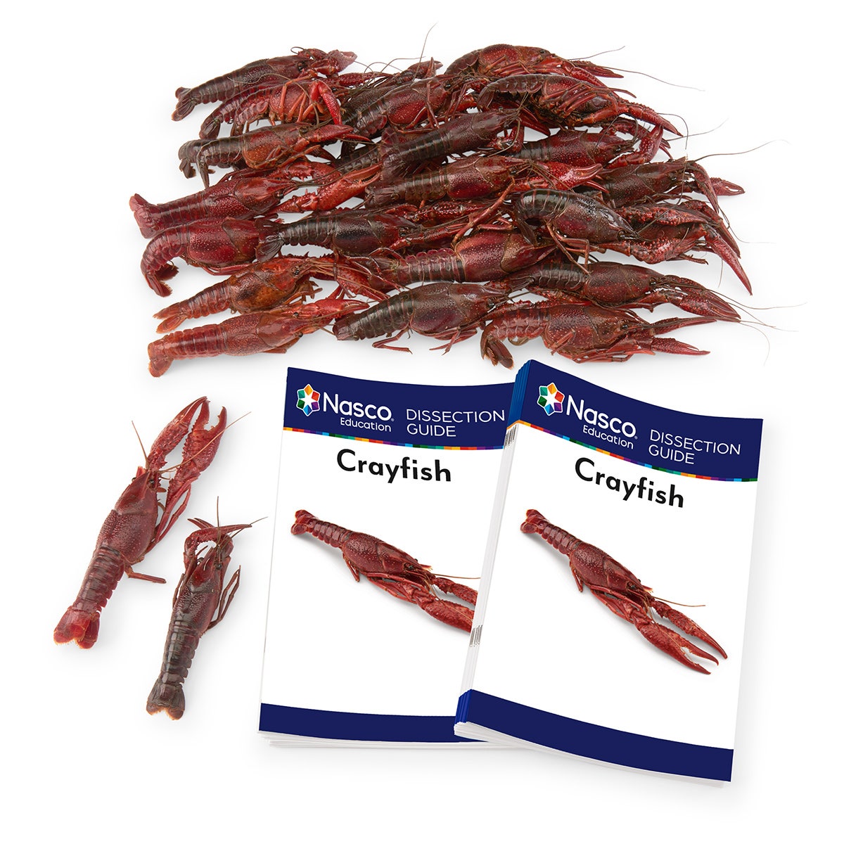 LS03720-NASCOGuard®, Crayfish Classroom Pack Special, Preserved