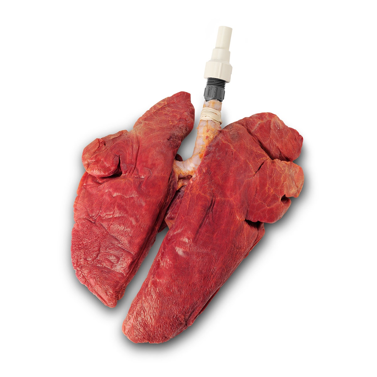 LS03764-Nasco Inflatable Healthy Lungs Only