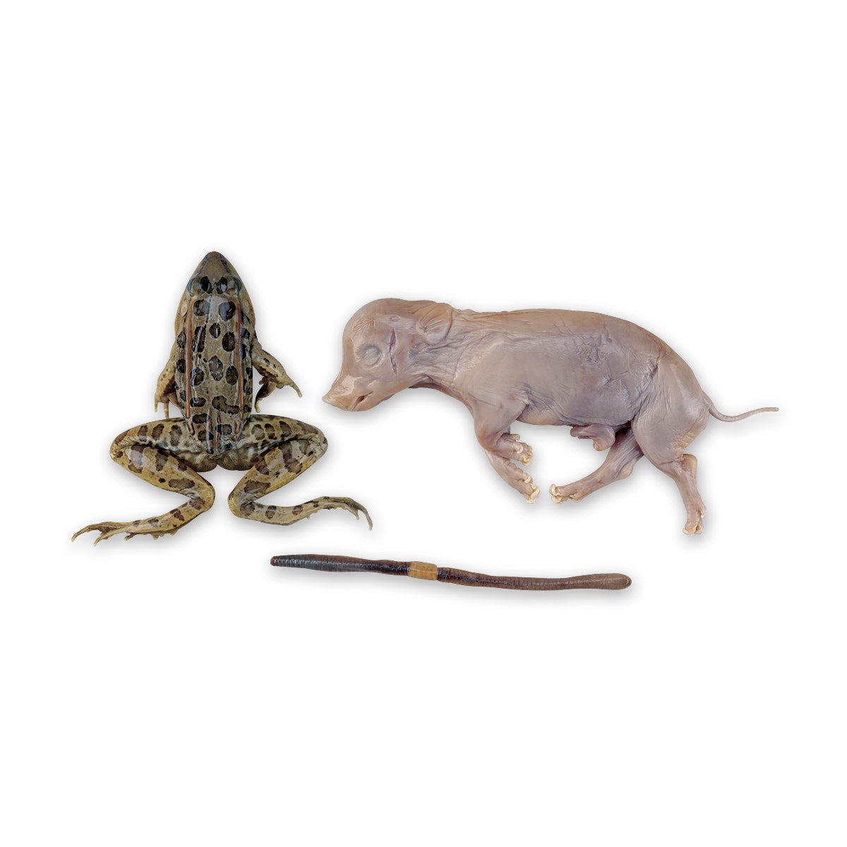 LS03817-NASCOGuard®, 3-Specimen Economy Survey Set, Preserved