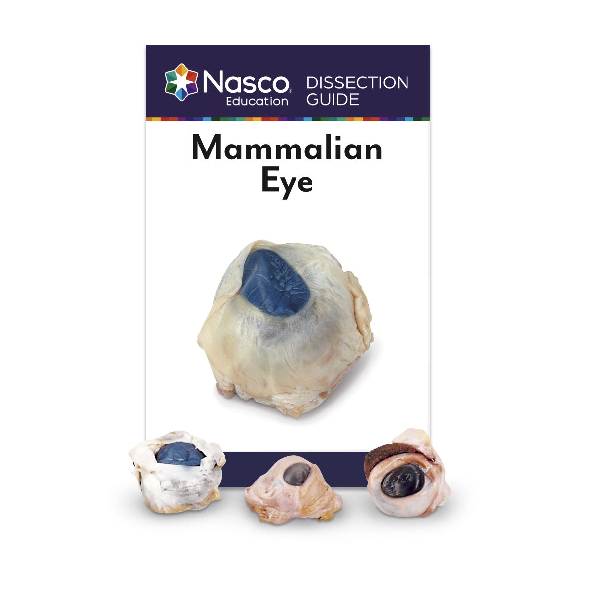 LS03828-NASCOGuard®, Mammalian Eye Comparison, Class Set of 30, Preserved